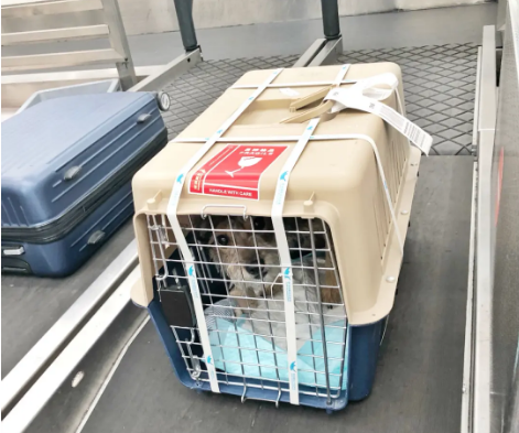 钦州宠物托运 宠物托运公司 机场宠物托运 宠物空运